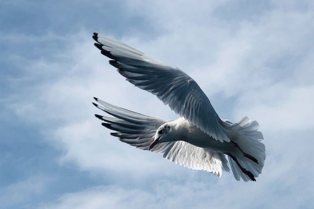 dove