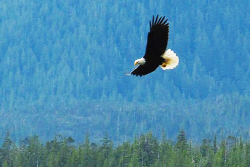 freedom in Christ eagle