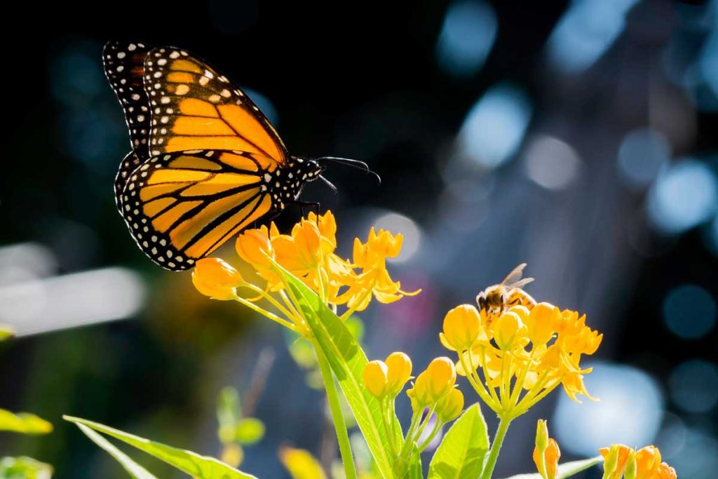 butterfly