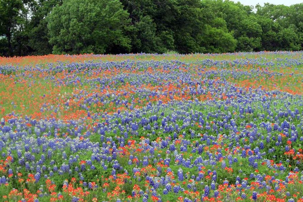 Purpose is in the Process