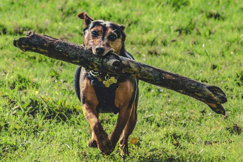 Rocky Lost, Grace Found